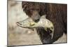 Brown Bear Catching Spawning Salmon, Katmai National Park, Alaska-Paul Souders-Mounted Photographic Print