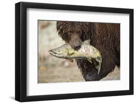 Brown Bear Catching Spawning Salmon, Katmai National Park, Alaska-Paul Souders-Framed Photographic Print