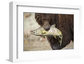 Brown Bear Catching Spawning Salmon, Katmai National Park, Alaska-Paul Souders-Framed Photographic Print