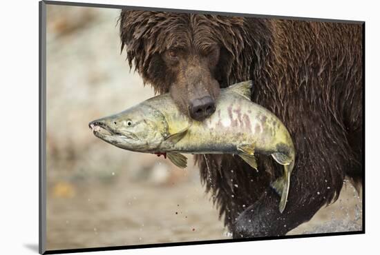 Brown Bear Catching Spawning Salmon, Katmai National Park, Alaska-Paul Souders-Mounted Photographic Print