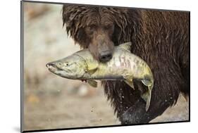 Brown Bear Catching Spawning Salmon, Katmai National Park, Alaska-Paul Souders-Mounted Photographic Print