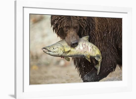 Brown Bear Catching Spawning Salmon, Katmai National Park, Alaska-Paul Souders-Framed Photographic Print