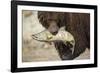 Brown Bear Catching Spawning Salmon, Katmai National Park, Alaska-Paul Souders-Framed Photographic Print