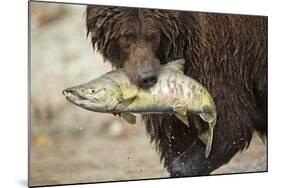 Brown Bear Catching Spawning Salmon, Katmai National Park, Alaska-Paul Souders-Mounted Photographic Print