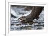 Brown Bear Claws, Katmai National Park, Alaska-Paul Souders-Framed Photographic Print