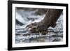 Brown Bear Claws, Katmai National Park, Alaska-Paul Souders-Framed Photographic Print