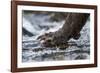 Brown Bear Claws, Katmai National Park, Alaska-Paul Souders-Framed Photographic Print