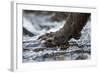 Brown Bear Claws, Katmai National Park, Alaska-Paul Souders-Framed Photographic Print