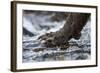 Brown Bear Claws, Katmai National Park, Alaska-Paul Souders-Framed Photographic Print