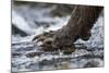 Brown Bear Claws, Katmai National Park, Alaska-Paul Souders-Mounted Photographic Print