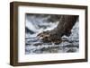 Brown Bear Claws, Katmai National Park, Alaska-Paul Souders-Framed Photographic Print