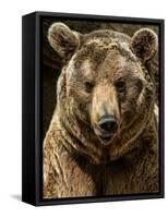 Brown Bear Close-Up Shot-NejroN Photo-Framed Stretched Canvas