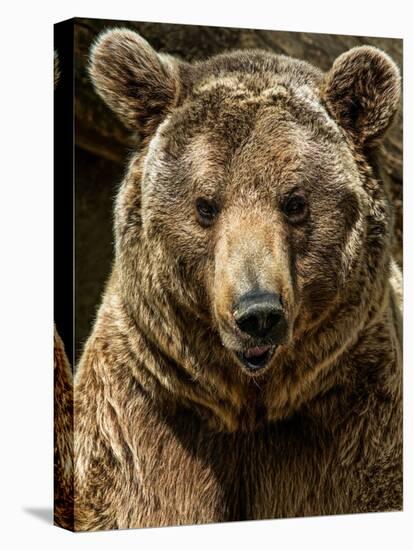 Brown Bear Close-Up Shot-NejroN Photo-Stretched Canvas