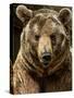 Brown Bear Close-Up Shot-NejroN Photo-Stretched Canvas
