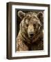 Brown Bear Close-Up Shot-NejroN Photo-Framed Photographic Print