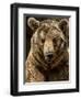 Brown Bear Close-Up Shot-NejroN Photo-Framed Photographic Print