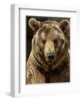 Brown Bear Close-Up Shot-NejroN Photo-Framed Photographic Print