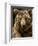 Brown Bear Close-Up Shot-NejroN Photo-Framed Photographic Print