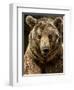 Brown Bear Close-Up Shot-NejroN Photo-Framed Photographic Print