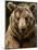 Brown Bear Close-Up Shot-NejroN Photo-Mounted Photographic Print