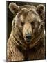 Brown Bear Close-Up Shot-NejroN Photo-Mounted Photographic Print