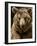 Brown Bear Close-Up Shot-NejroN Photo-Framed Photographic Print