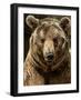 Brown Bear Close-Up Shot-NejroN Photo-Framed Photographic Print