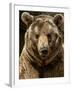 Brown Bear Close-Up Shot-NejroN Photo-Framed Photographic Print