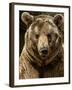 Brown Bear Close-Up Shot-NejroN Photo-Framed Photographic Print