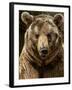 Brown Bear Close-Up Shot-NejroN Photo-Framed Photographic Print