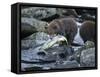 Brown Bear Cub and Huge Salmon, Katmai National Park, Alaska-Paul Souders-Framed Stretched Canvas