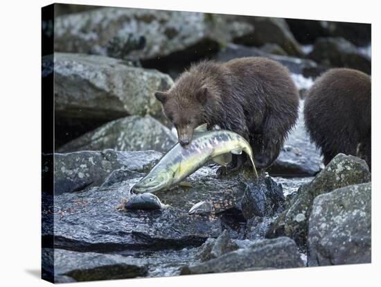 Brown Bear Cub and Huge Salmon, Katmai National Park, Alaska-Paul Souders-Stretched Canvas