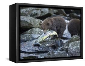 Brown Bear Cub and Huge Salmon, Katmai National Park, Alaska-Paul Souders-Framed Stretched Canvas