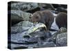 Brown Bear Cub and Huge Salmon, Katmai National Park, Alaska-Paul Souders-Stretched Canvas