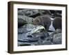 Brown Bear Cub and Huge Salmon, Katmai National Park, Alaska-Paul Souders-Framed Photographic Print