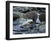 Brown Bear Cub and Huge Salmon, Katmai National Park, Alaska-Paul Souders-Framed Photographic Print