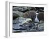 Brown Bear Cub and Huge Salmon, Katmai National Park, Alaska-Paul Souders-Framed Photographic Print