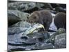 Brown Bear Cub and Huge Salmon, Katmai National Park, Alaska-Paul Souders-Mounted Photographic Print