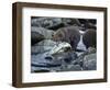 Brown Bear Cub and Huge Salmon, Katmai National Park, Alaska-Paul Souders-Framed Photographic Print