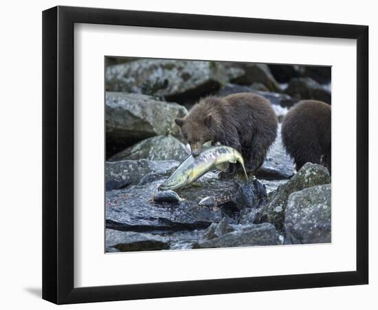 Brown Bear Cub and Huge Salmon, Katmai National Park, Alaska-Paul Souders-Framed Photographic Print