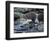 Brown Bear Cub and Huge Salmon, Katmai National Park, Alaska-Paul Souders-Framed Photographic Print