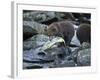 Brown Bear Cub and Huge Salmon, Katmai National Park, Alaska-Paul Souders-Framed Photographic Print