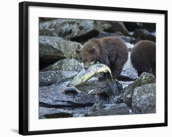 Brown Bear Cub and Huge Salmon, Katmai National Park, Alaska-Paul Souders-Framed Photographic Print