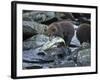 Brown Bear Cub and Huge Salmon, Katmai National Park, Alaska-Paul Souders-Framed Photographic Print