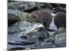 Brown Bear Cub and Huge Salmon, Katmai National Park, Alaska-Paul Souders-Mounted Photographic Print