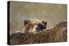 Brown Bear Cub and Mother, Katmai National Park, Alaska-Paul Souders-Stretched Canvas