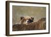 Brown Bear Cub and Mother, Katmai National Park, Alaska-Paul Souders-Framed Premium Photographic Print