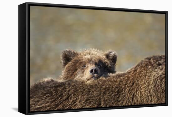 Brown Bear Cub and Mother, Katmai National Park, Alaska-Paul Souders-Framed Stretched Canvas