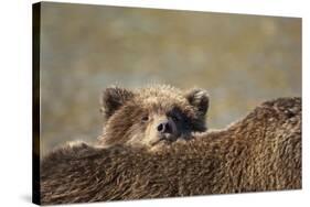 Brown Bear Cub and Mother, Katmai National Park, Alaska-Paul Souders-Stretched Canvas