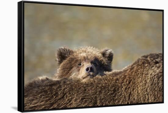 Brown Bear Cub and Mother, Katmai National Park, Alaska-Paul Souders-Framed Stretched Canvas